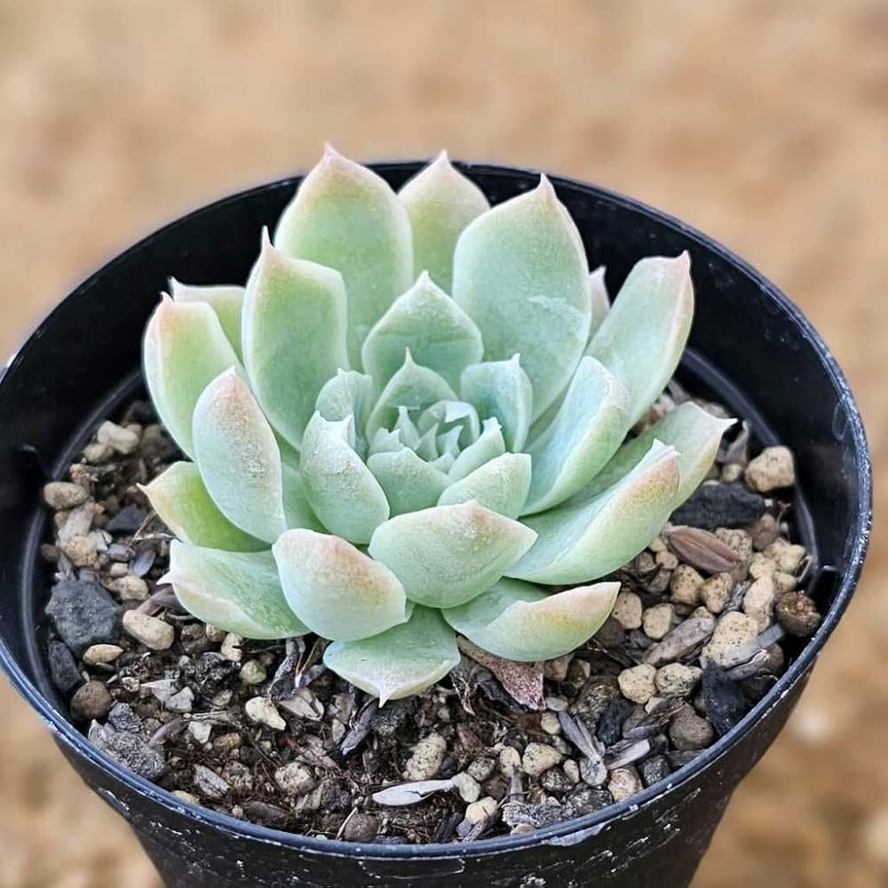 Amazon.co.jp: ブリムストーン 7.5cmポット 多肉植物 エケベリア